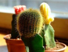 室內(nèi)擺放植物越多越好？